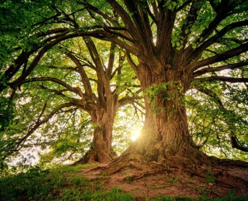 Natuur