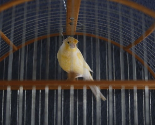 vogel in kooitje